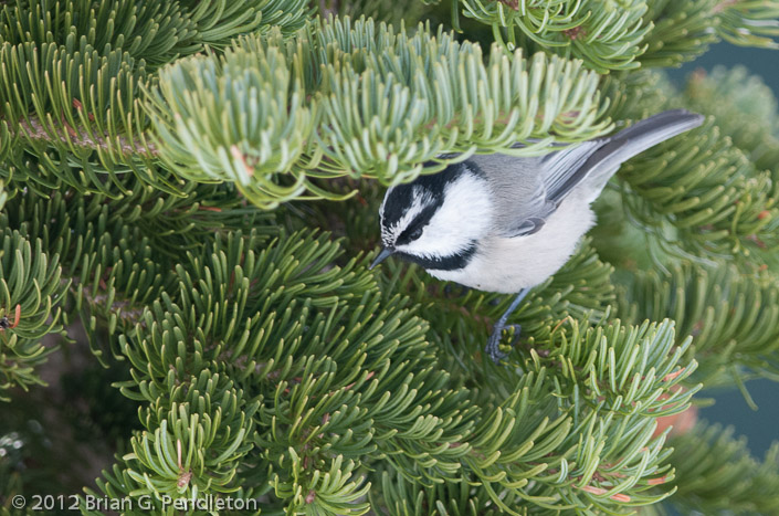 Mountain Chickadee