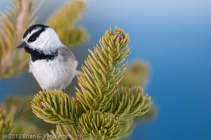 Mountain Chickadee