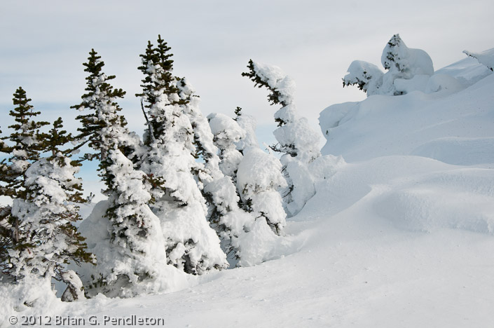 Rime and snow on ridgecrest trees