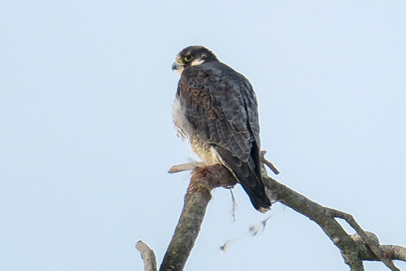 Viper - Peregrine Falcon, Bird of Prey Academy, photograp…