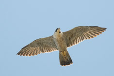 Click to enlarge