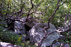 Click to enlarge