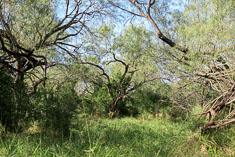 Click to enlarge