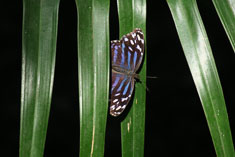 Click to enlarge