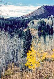 Click to enlarge