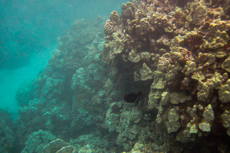 Maui Reef Fish